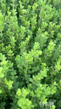 高度20厘米瓜子黄杨