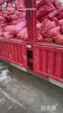 高度10厘米麦冬