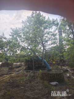 28公分造型冬青