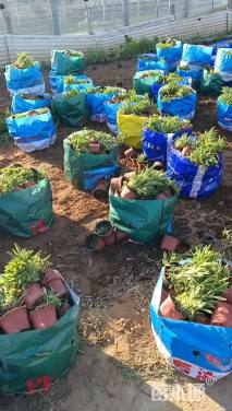 高度12厘米金鸡菊