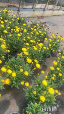 高度30厘米麦秆菊