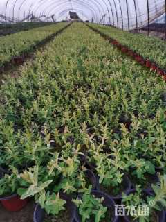 高度15厘米杞柳