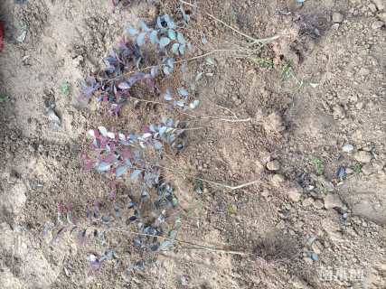 高度35厘米红花继木