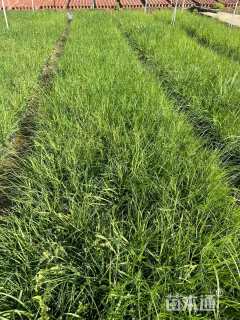 高度20厘米矮蒲苇