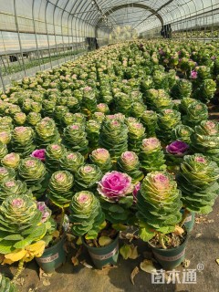 高度25厘米玫瑰