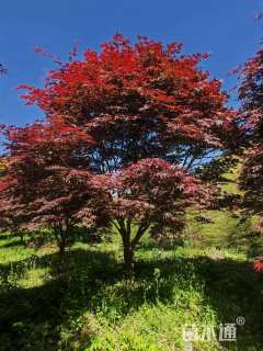 15公分中国红枫