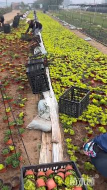 高度15厘米佛甲草