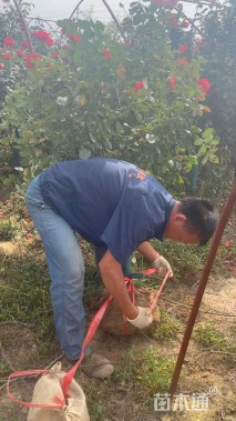 高度150厘米低杆月季