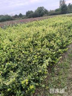 高度50厘米金森女贞