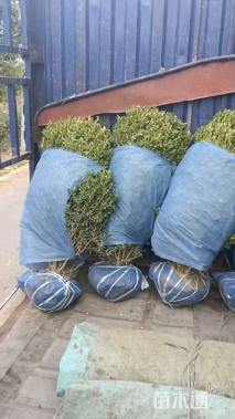 冠幅100厘米小叶黄杨球