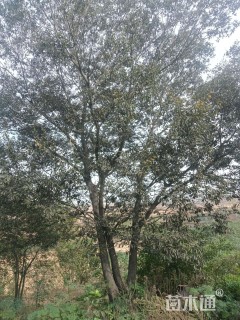 原生苗多杆朴树