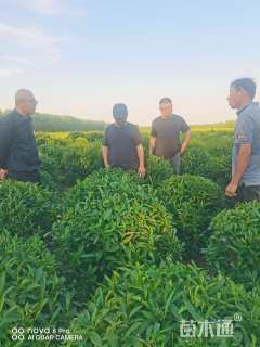 高度100厘米连翘