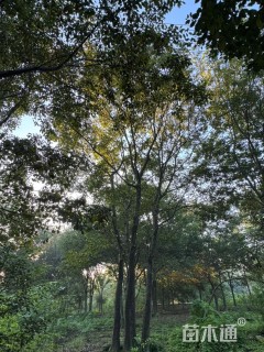 48公分丛生朴树