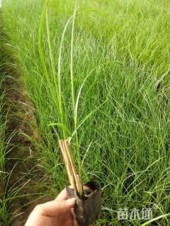 高度20厘米细叶芒