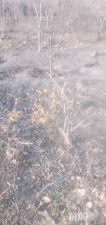 高度100厘米蜡梅