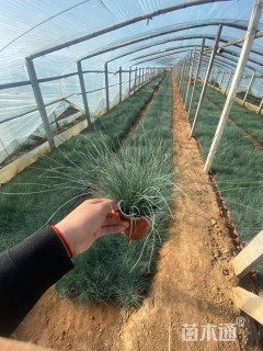 高度25厘米粉黛乱子草