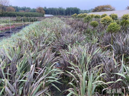 高度40厘米新西兰亚麻