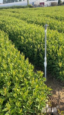 高度80厘米红王子锦带