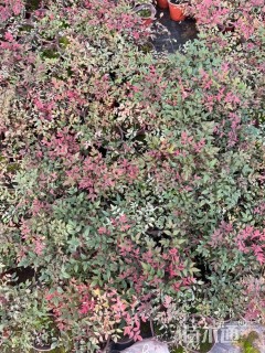 高度15厘米南天竹