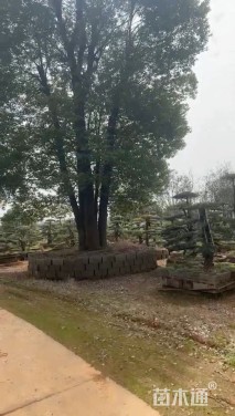 120公分丛生香樟