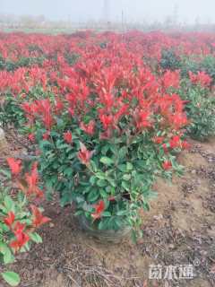 冠幅100厘米红叶石楠球