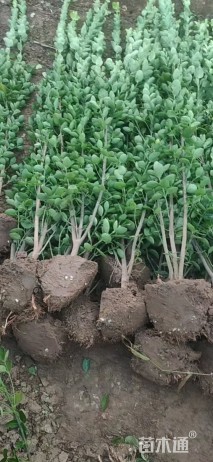 高度150厘米北海道黄杨