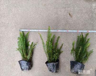 高度30厘米肾蕨