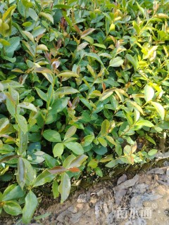 高度30厘米油茶