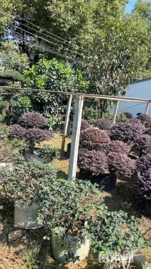 高度100厘米红花继木