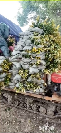 高度40厘米金森女贞