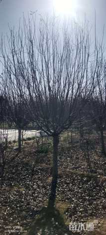 冠幅150厘米大叶黄杨球