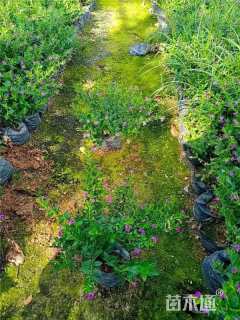 高度25厘米细叶萼距花