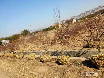 高度70厘米羽毛枫