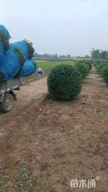 高度80厘米水蜡球