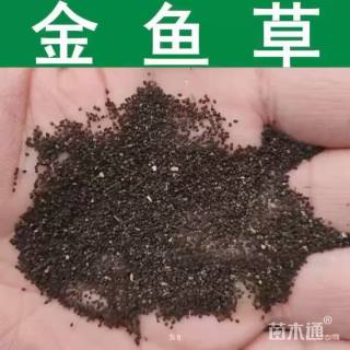 金鱼草种子