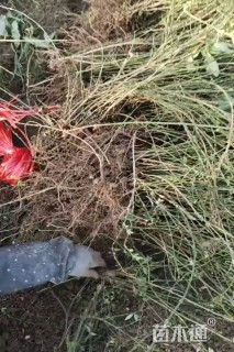 高度50厘米迎春花