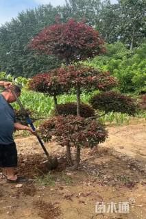 6公分造型红叶李