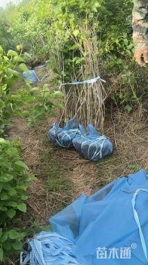 高度150厘米丛生紫丁香