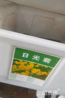 日光菊种子