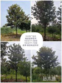 50公分多杆香樟