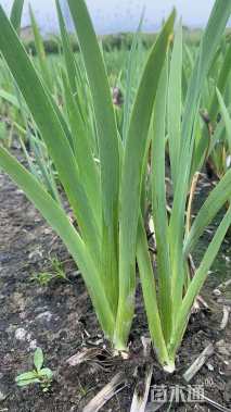 高度30厘米水生鸢尾