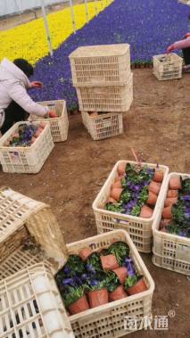 高度10厘米角堇