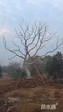 50公分造型乌桕