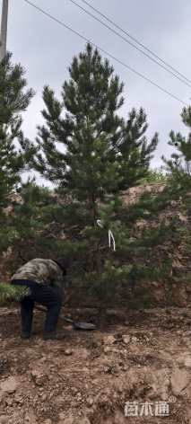 高度350厘米樟子松