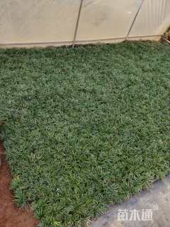 高度10厘米玉龙草