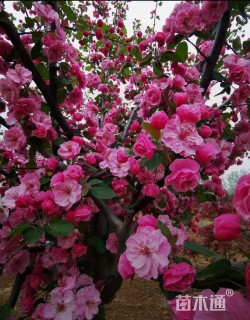 10公分白兰地海棠