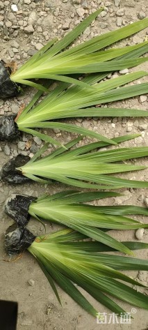 高度30厘米德国鸢尾