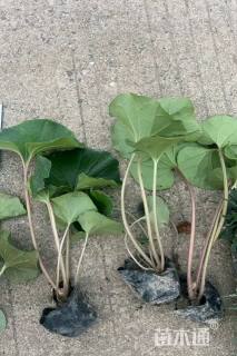 高度20厘米大吴风草