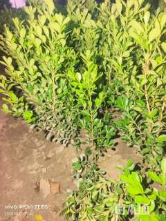 高度35厘米瓜子黄杨