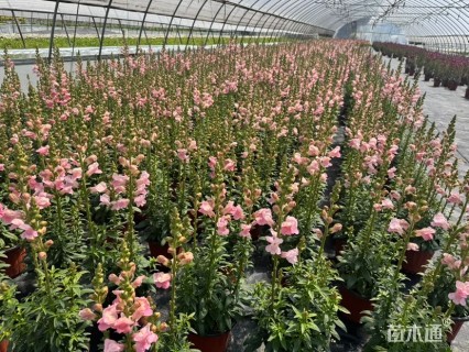 高度50厘米金鱼草